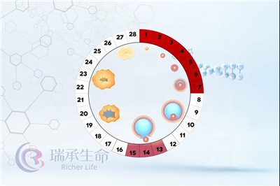 卵泡发育不良的表现是什么能不能试管婴儿助孕？