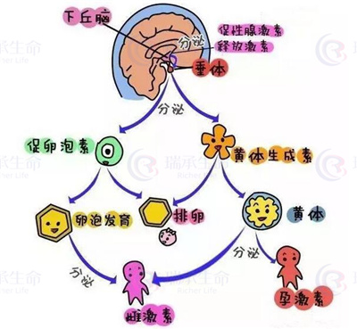 试管婴儿促排卵药物在女性体内多久能代谢完