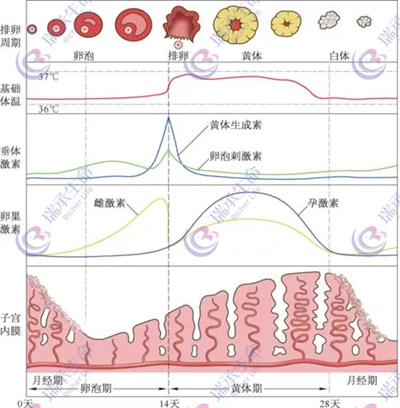 什么时间移植胚胎，试管的成功率会比较高？