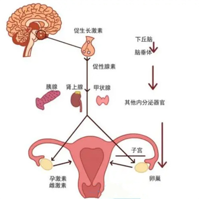 卵泡发育不良所导致的不孕可以做嘉峪关试管婴儿吗？