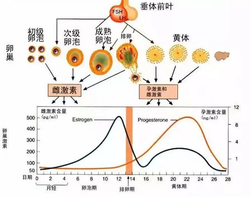 黄体，准妈妈不可或缺的“守护神”