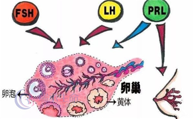 FSH高、AMH低，做试管婴儿拿到更多有效卵子的捷径在这！