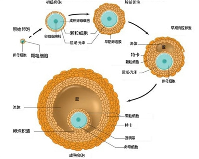 揭秘卵泡发育不良的幕后黑手，试管婴儿如何助力好孕降临