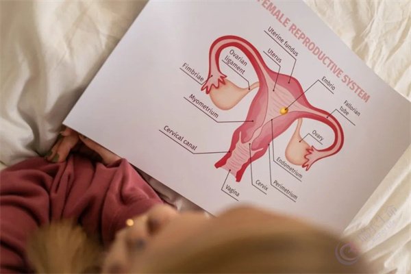 试管婴儿之路：解锁子宫内膜容受性的秘密