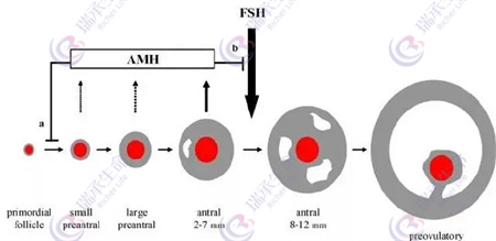 揭秘FSH与卵泡质量的微妙关联：高FSH值，是警钟还是误解？