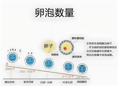 40岁女性想生子，要做几个试管周期才能成功？