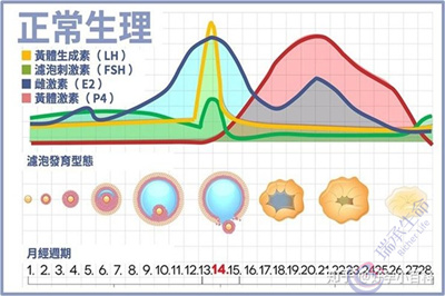 为何明明有月经，却存在排卵异常或不排卵的现象？