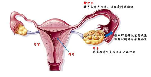 得了多囊如何好孕？这5个方法帮到你！