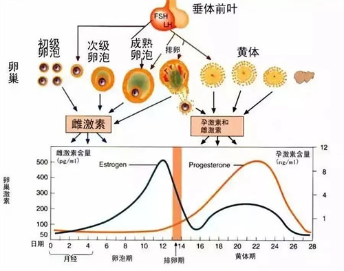 做试管婴儿期间，卵巢储备功能检测，哪个比较重要？