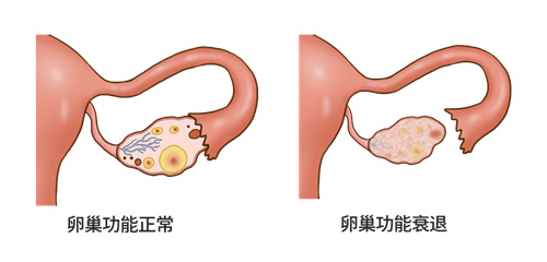 做试管婴儿期间，卵巢储备功能检测，哪个比较重要？