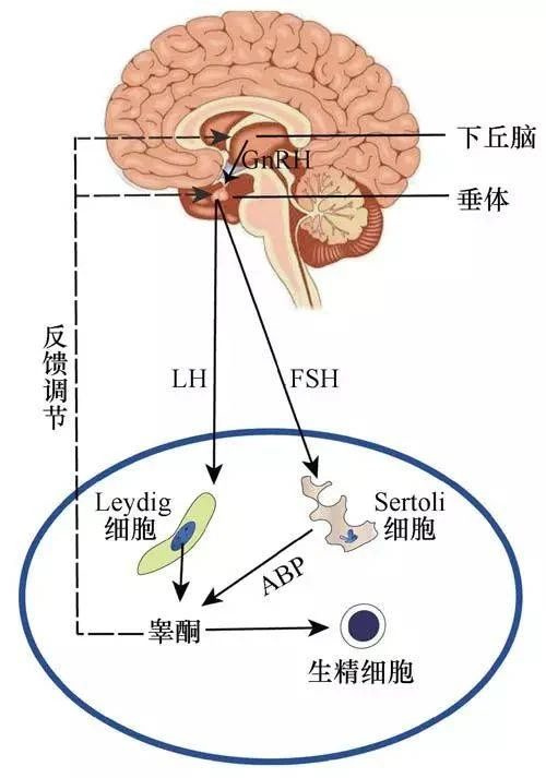 男性年龄超过这个数，也会导致女性流产？