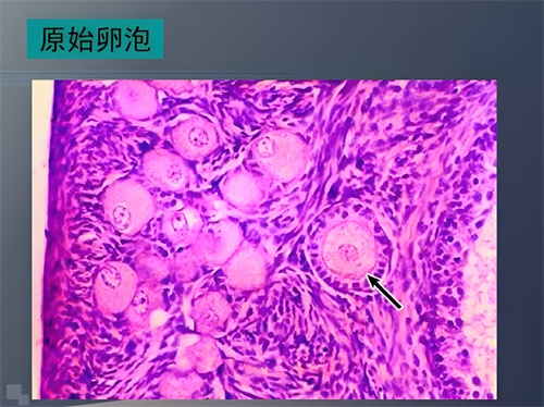 卵泡的形成过程是怎样的？发育成熟要多久？