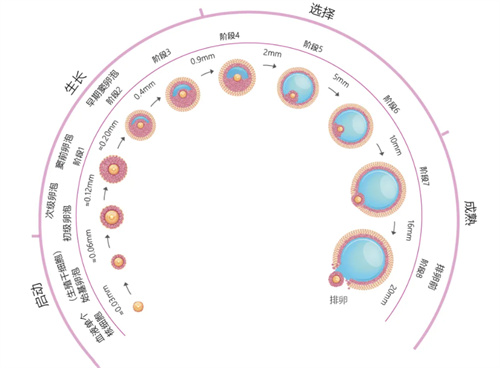 卵泡的形成过程是怎样的？发育成熟要多久？