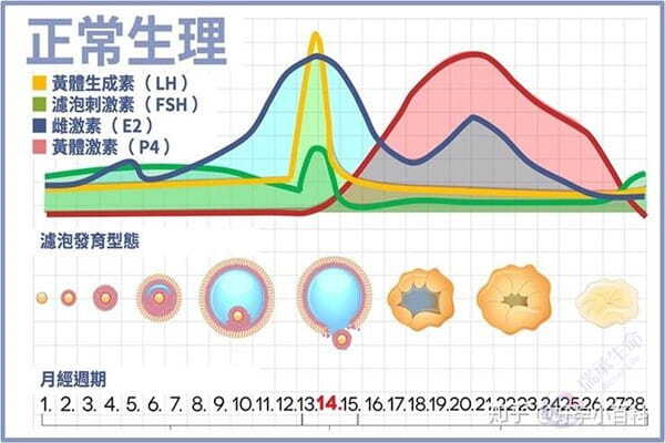 月经正常与否会影响卵泡的发育吗？做试管前该如何调理？