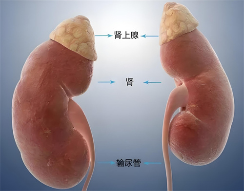 11β-羟化酶缺乏症是什么？PGT-M能起到孕前干预的作用吗？