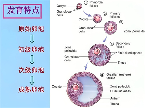 带您了解女性的生育资源——卵泡的来世今生！