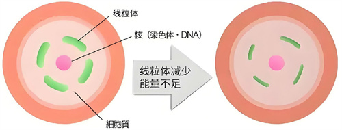 带您了解女性的生育资源——卵泡的来世今生！