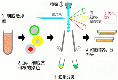 做试管婴儿多次胎停或生化，注意淋巴细胞亚群！