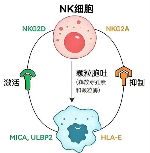 做试管婴儿多次胎停或生化，注意淋巴细胞亚群！