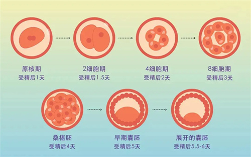 做试管婴儿：35岁，什么样的方案才是适合自己的？