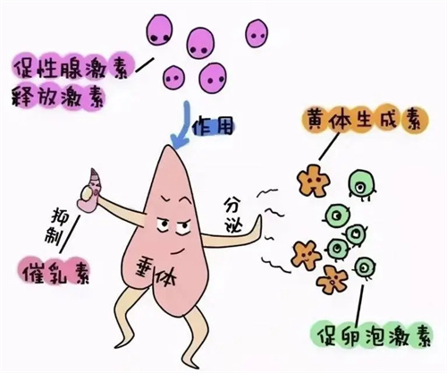 试管婴儿科普：黄体酮在周期中的重要意义——这支“保胎针”，是胚胎着床前后的胜负手