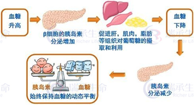 胰岛素抵抗是怎么一回事？为何很多不孕症和它有关！