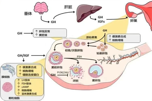 不良情绪是如何对试管婴儿成功率造成影响的？