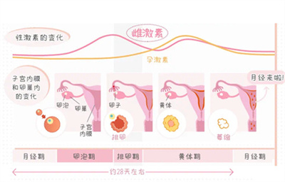 试管婴儿之路：孕激素不足的困扰与解析
