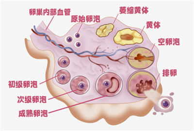 试管婴儿之路：孕激素不足的困扰与解析