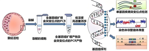 高龄做试管，PGT-A能为染色体异常“划上句号”吗？