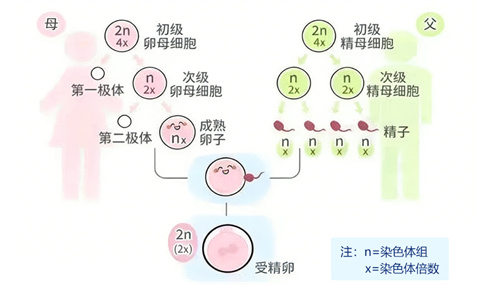 高龄做试管，PGT-A能为染色体异常“划上句号”吗？